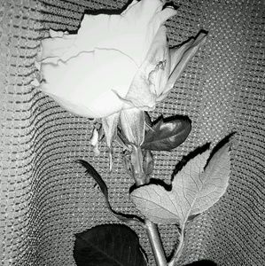 Meet your Posher, Ella